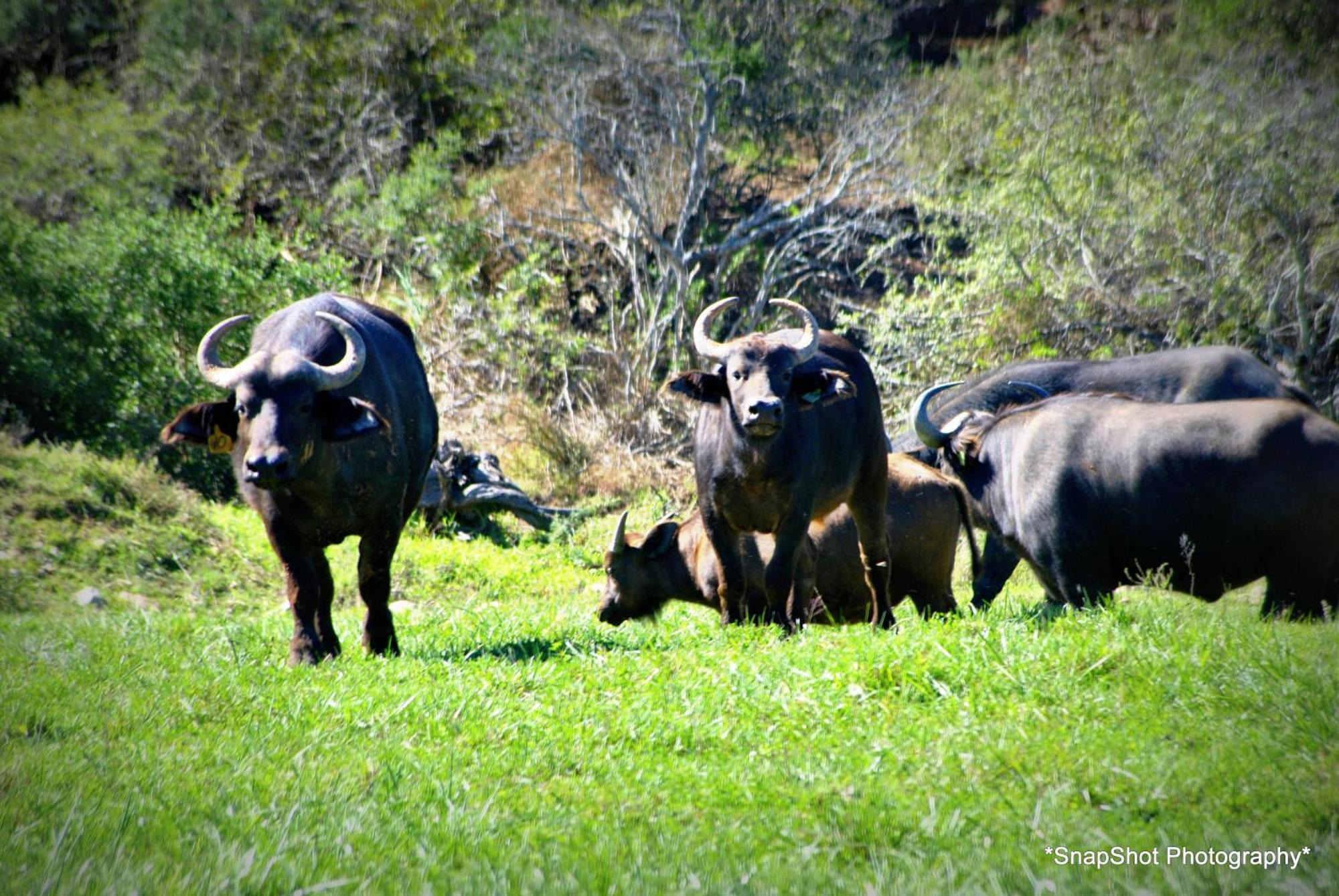 Kududu Guest House Addo Extérieur photo